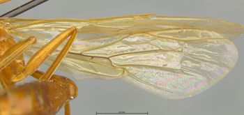 Media type: image;   Entomology 26160 Aspect: Wing front